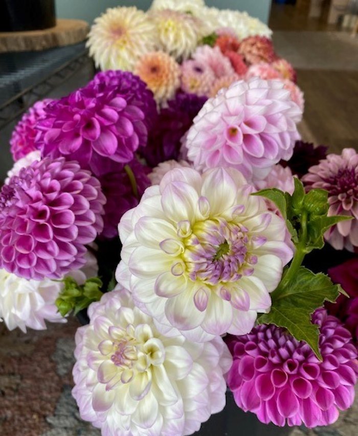 Dahlias